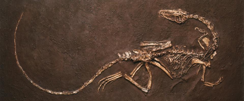 photograph of a fossilized lizard