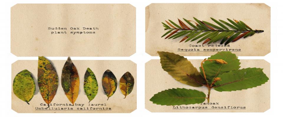 illustrations of dying leaves