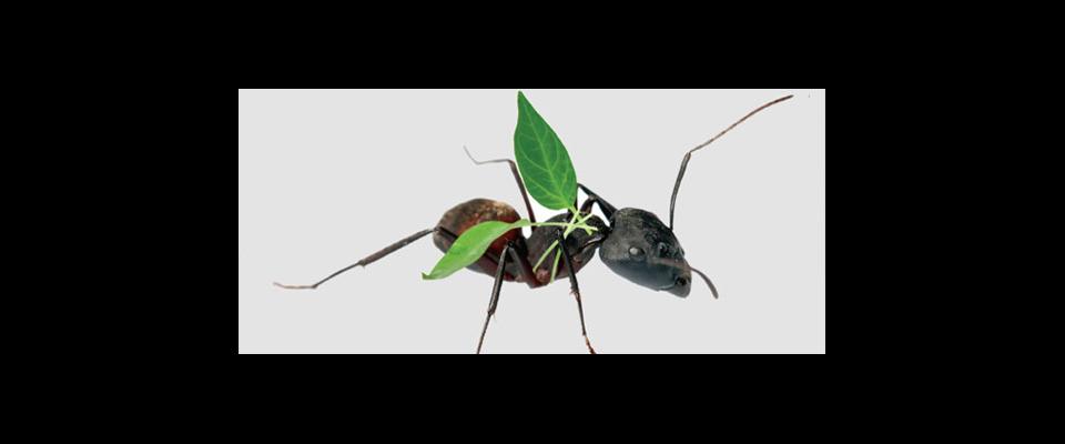 an ant with leaves for wings