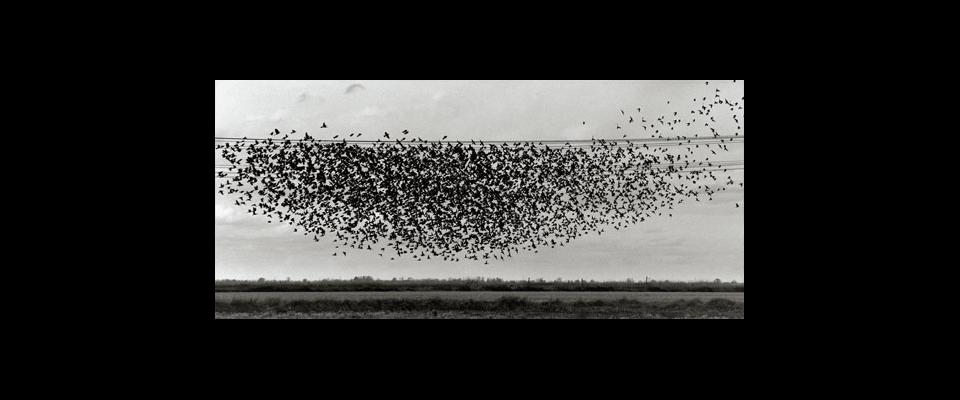 black and white photograph of birds on power lines