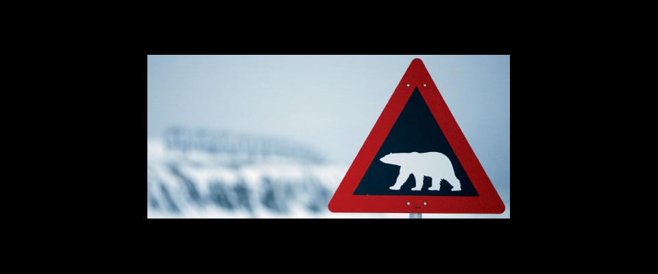 "bear crossing" road sign