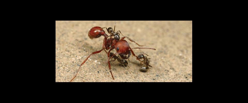 a close-up photograph of an ant