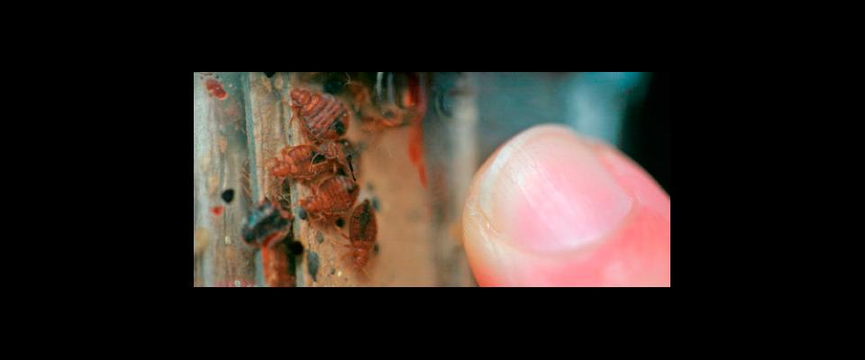 a close-up photograph of bedbugs