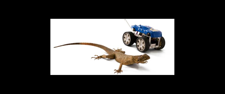 A lizard and a toy car