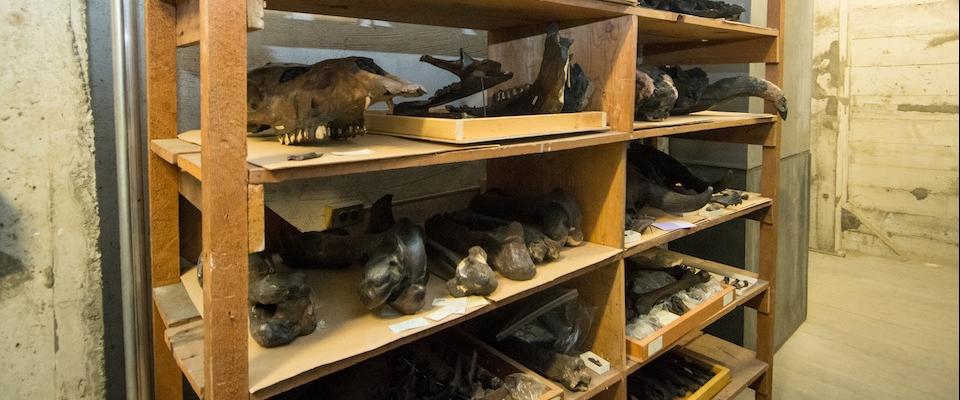 Shelf full of fossils