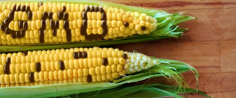 Corn with GMO printed on it