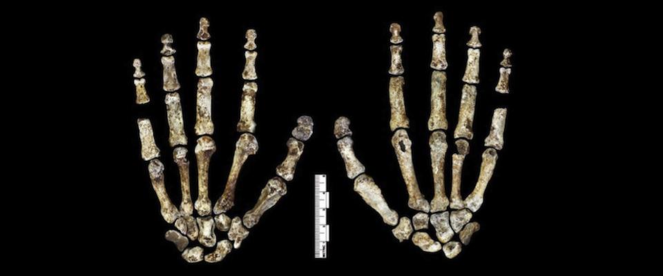Image of bones from an early hominids hands