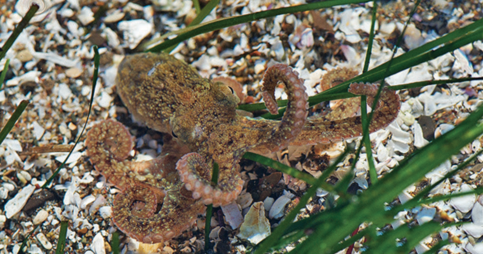 octopus-brown-1