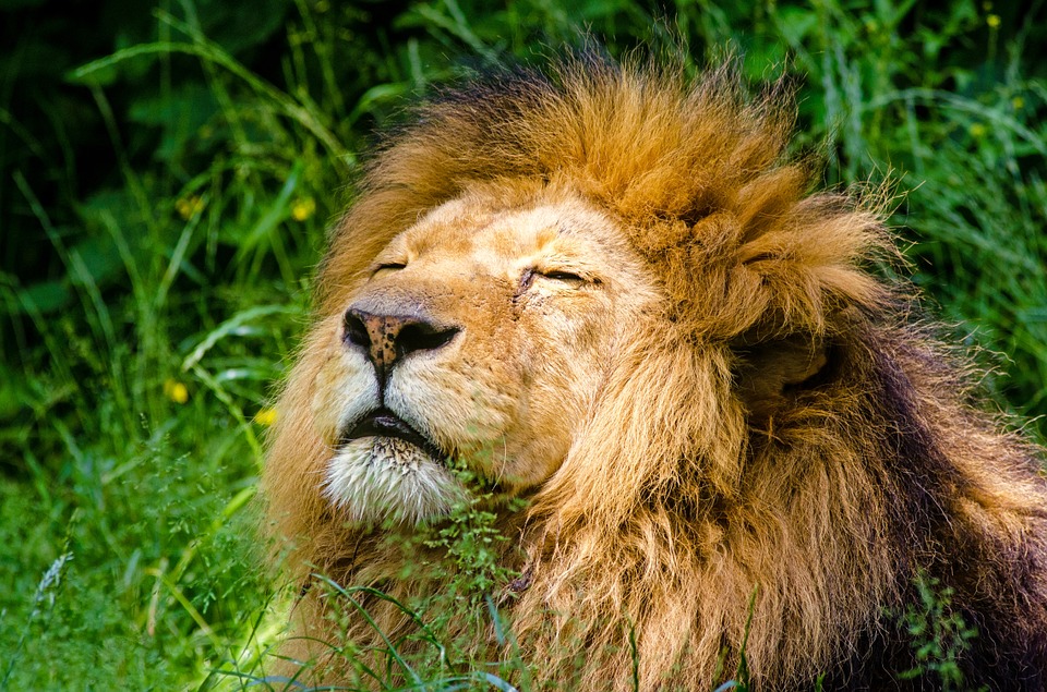 Photo of mature male lion basking in the sun