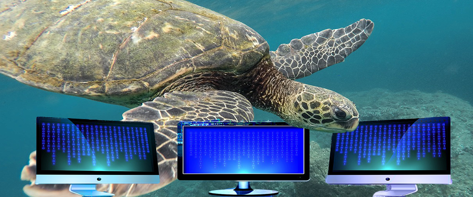 Image of turtles swimming behind computer monitors
