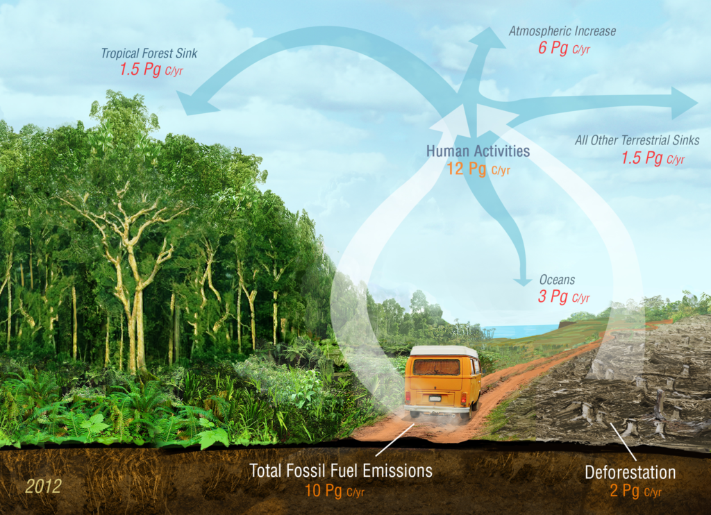 Through the Smoke: Truth & Misconceptions about the Amazon Fires - Cal ...