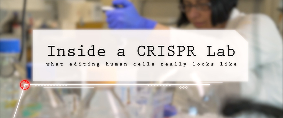 Image for crispr lab video