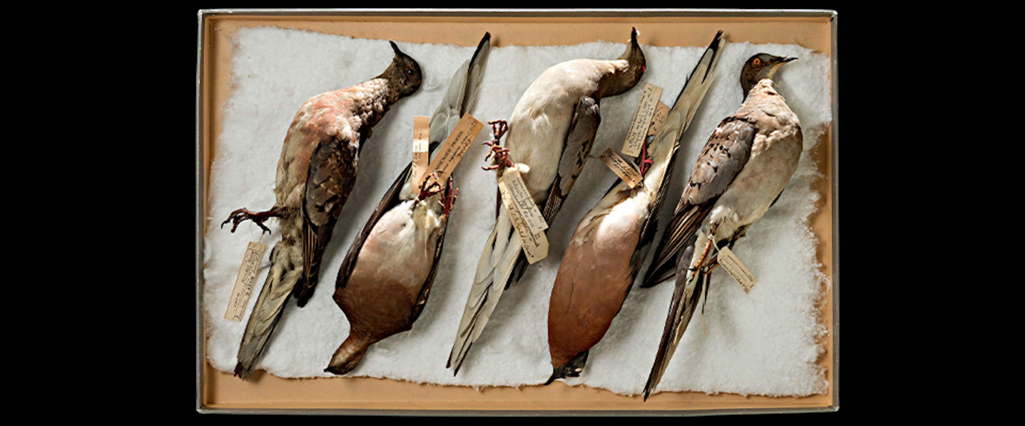 Several passenger bird specimens lie on a tray