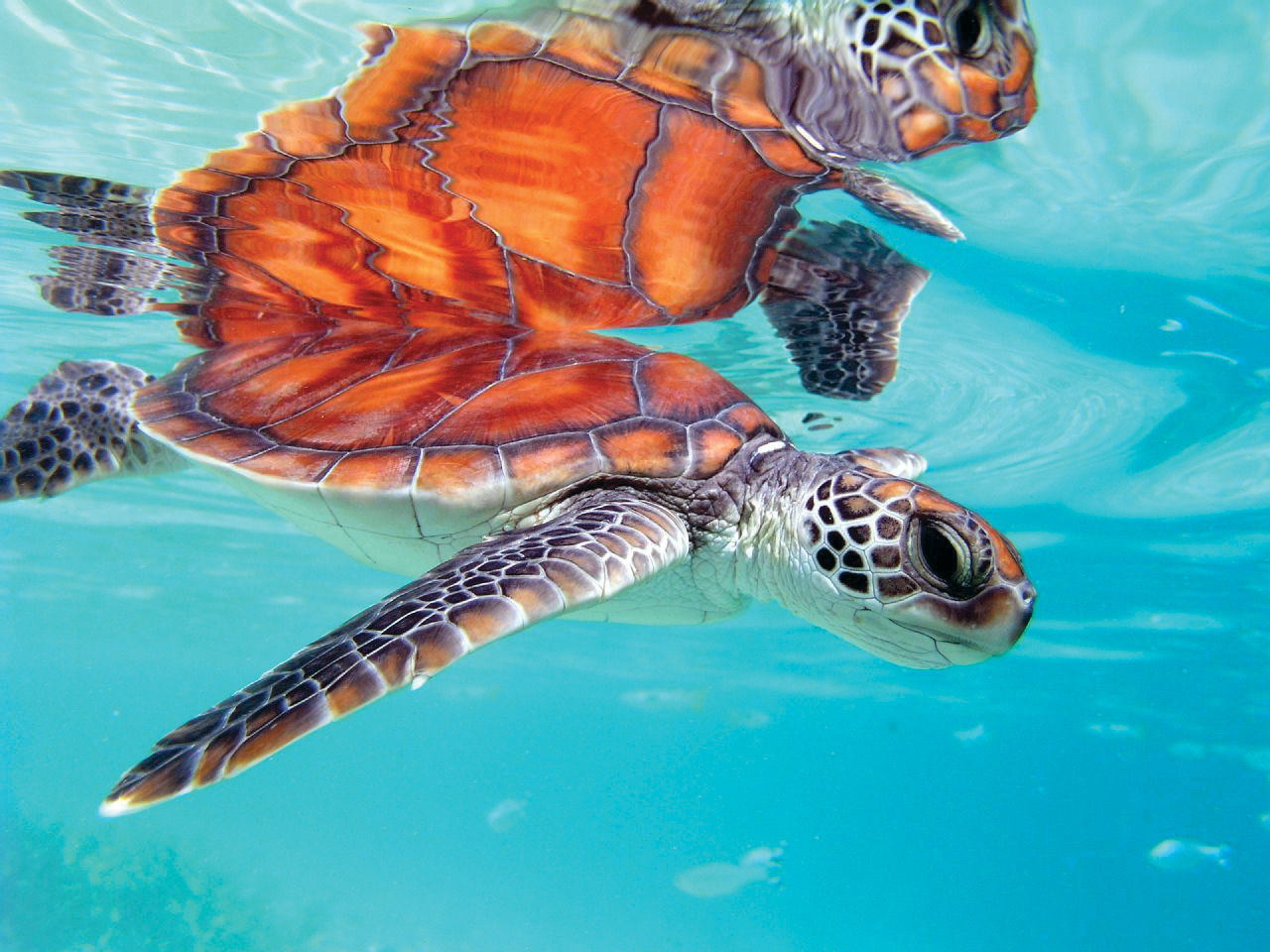 Ocean turtle swimming