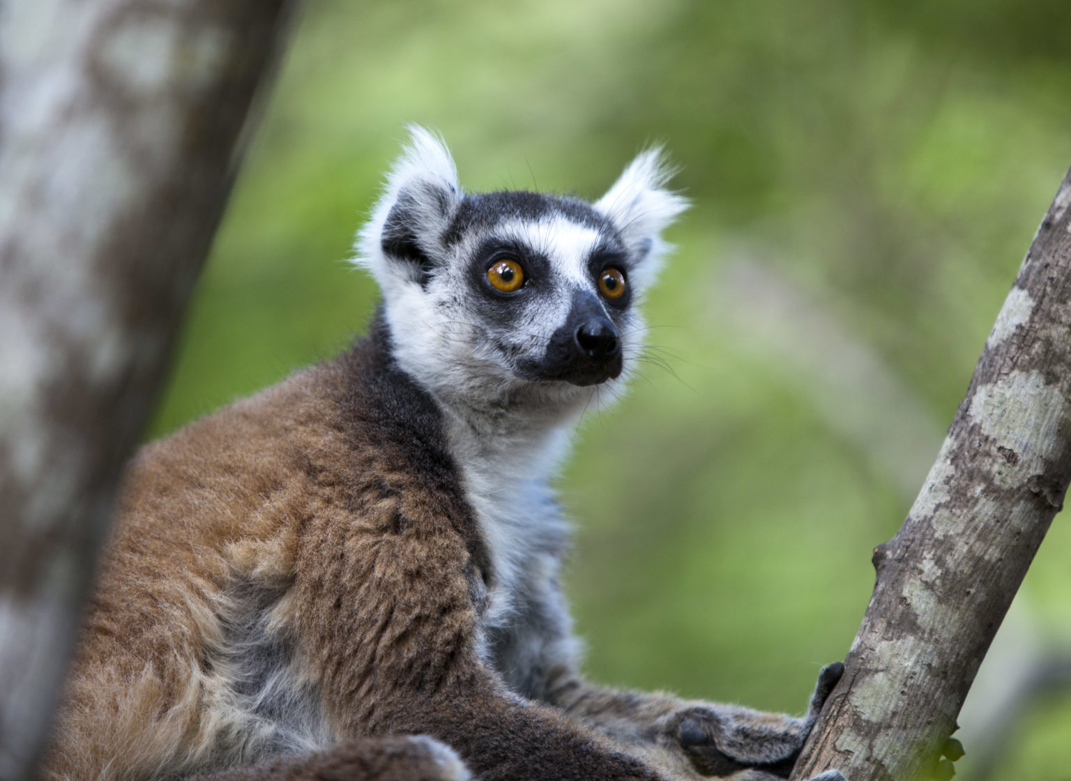 Ring-tailed Lemur (Lemur catta) in Madagascar