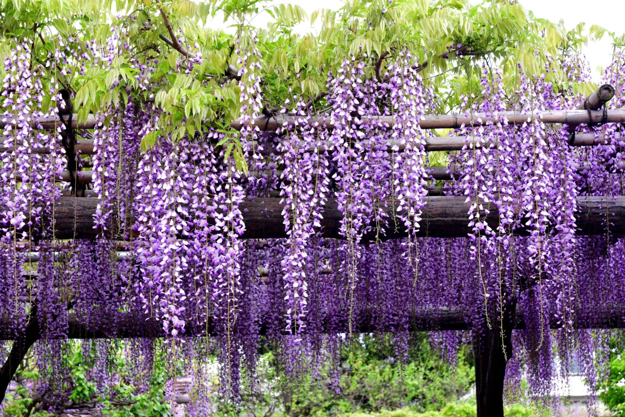 Purple flowers hanging down from tree