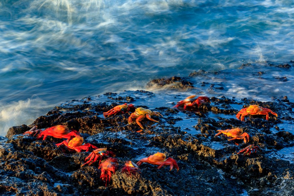 Colorful sally lightfoot crabs on dark basalt lava, Grapsus grapsus, Santa Cruz Island, Galapagos Islands National Park, Ecuador