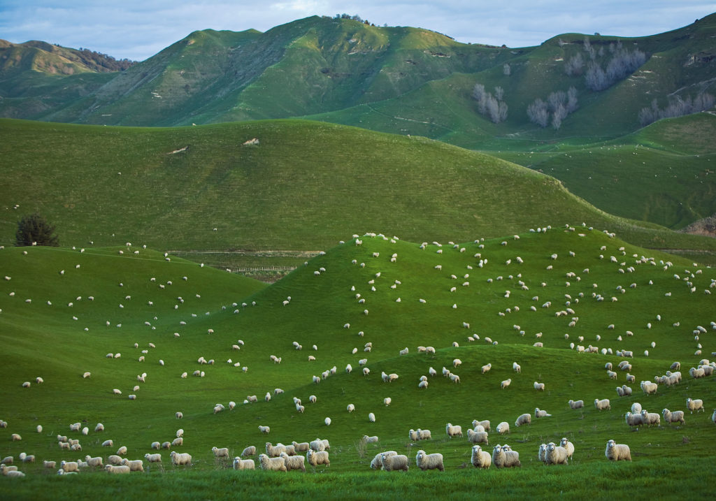 Countryside with sheep
