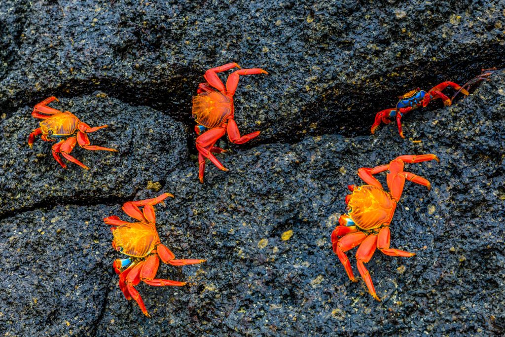 Sally lightfoot crabs on dark basalt lava, Grapsus grapsus, Genovesa Island, Galapagos Islands National Park, Ecuador