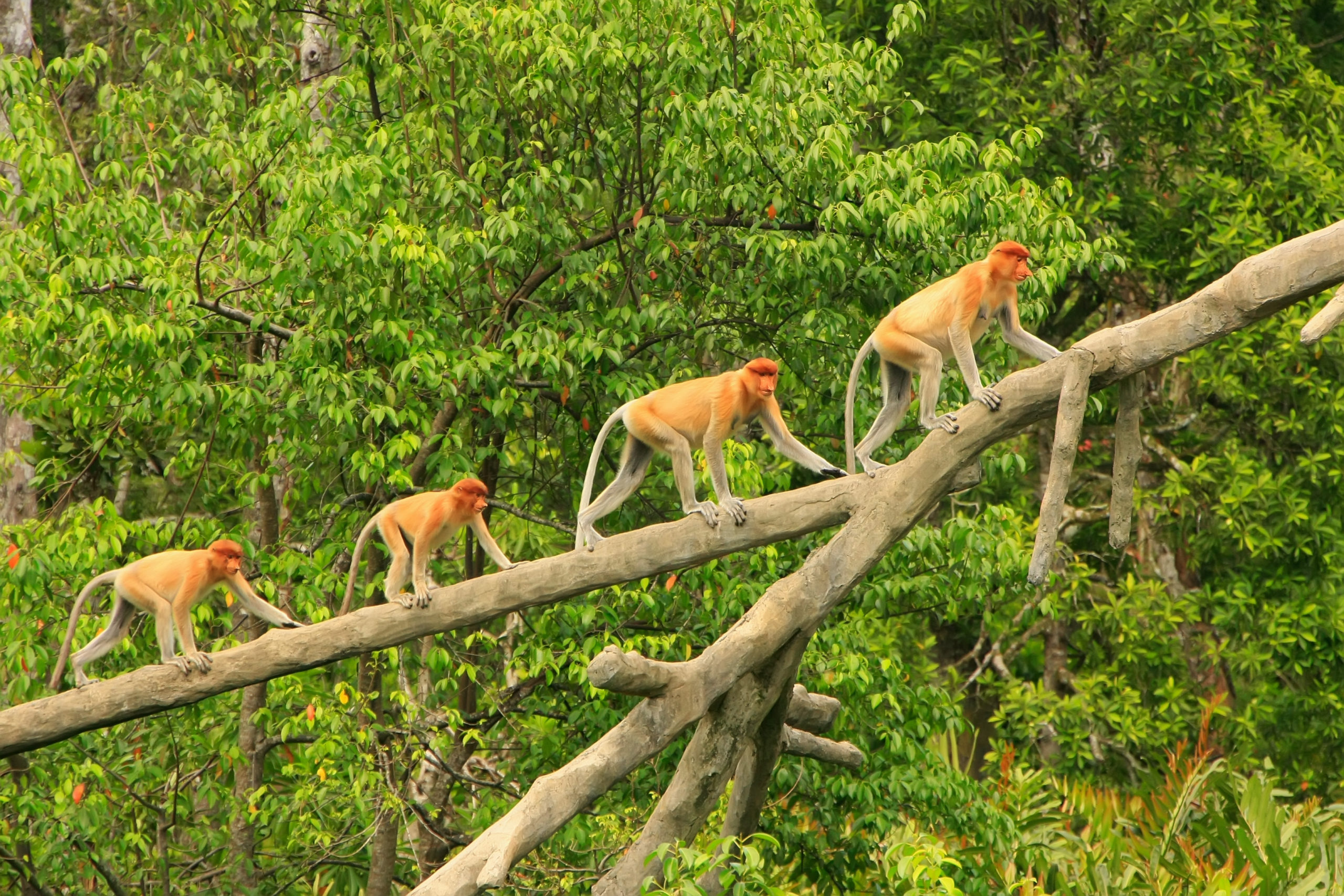 Borneo-Proboscis monkeys
