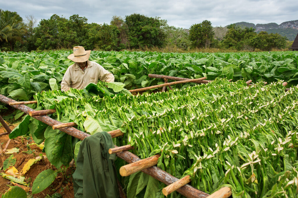 Tobacco farmers collect tobacco leaves
