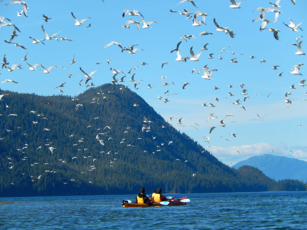 Birds flying above kayakers