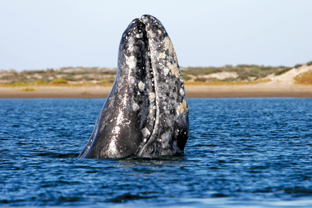California Gray Whale
