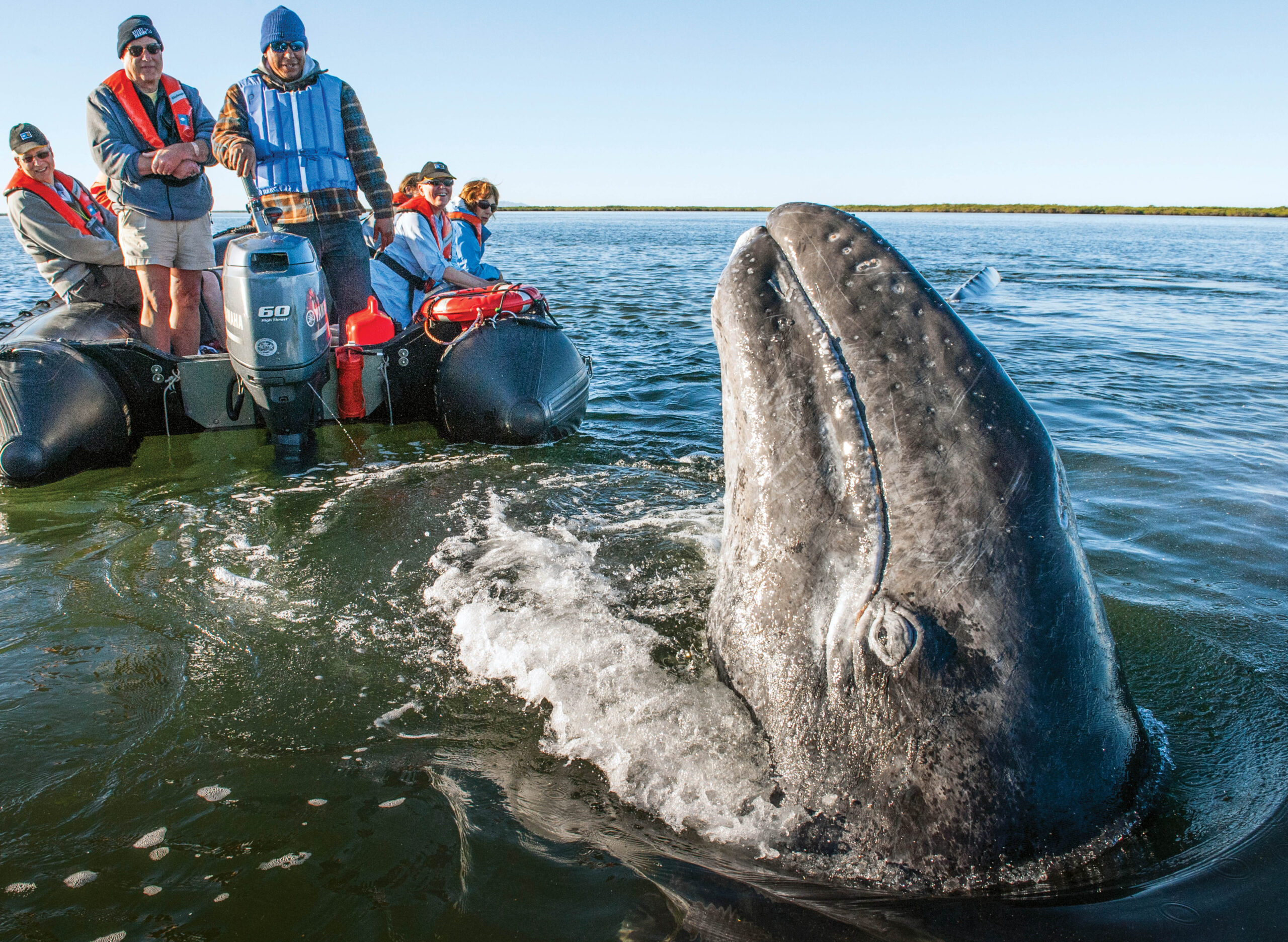 Gray Whale