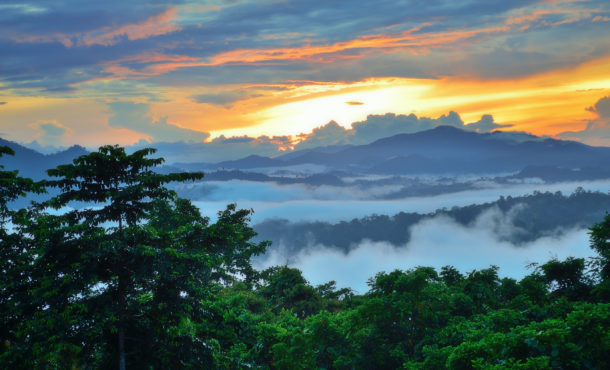 Borneo-Danum Valley