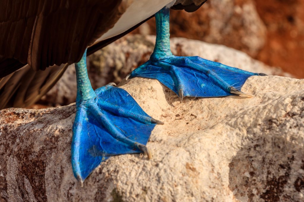 Blue feet of Blue-footed Booby on Sula nebouxii, Galapagos Islands, Galapagos National Park, Ecuador