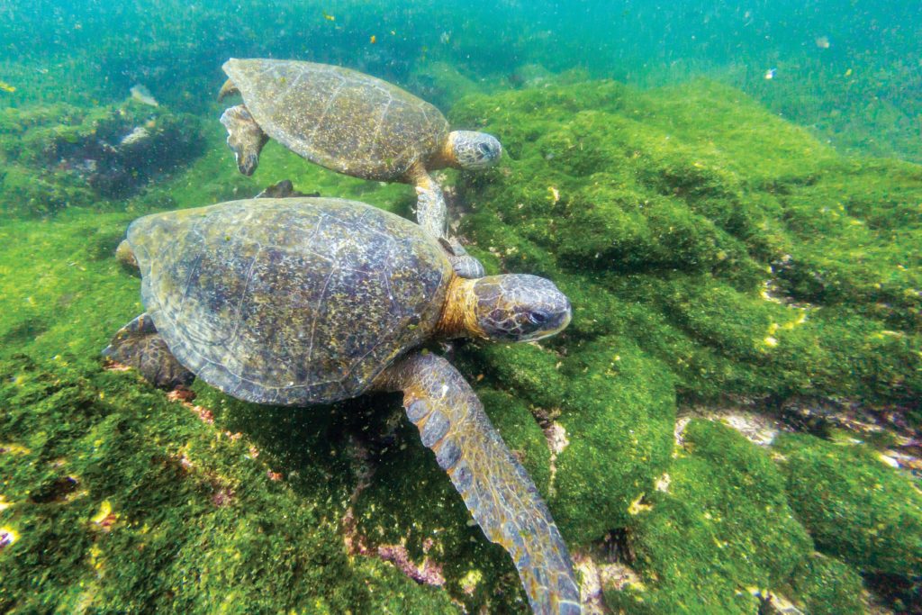 Pacific green sea turtles underwater on Fernandina Island
