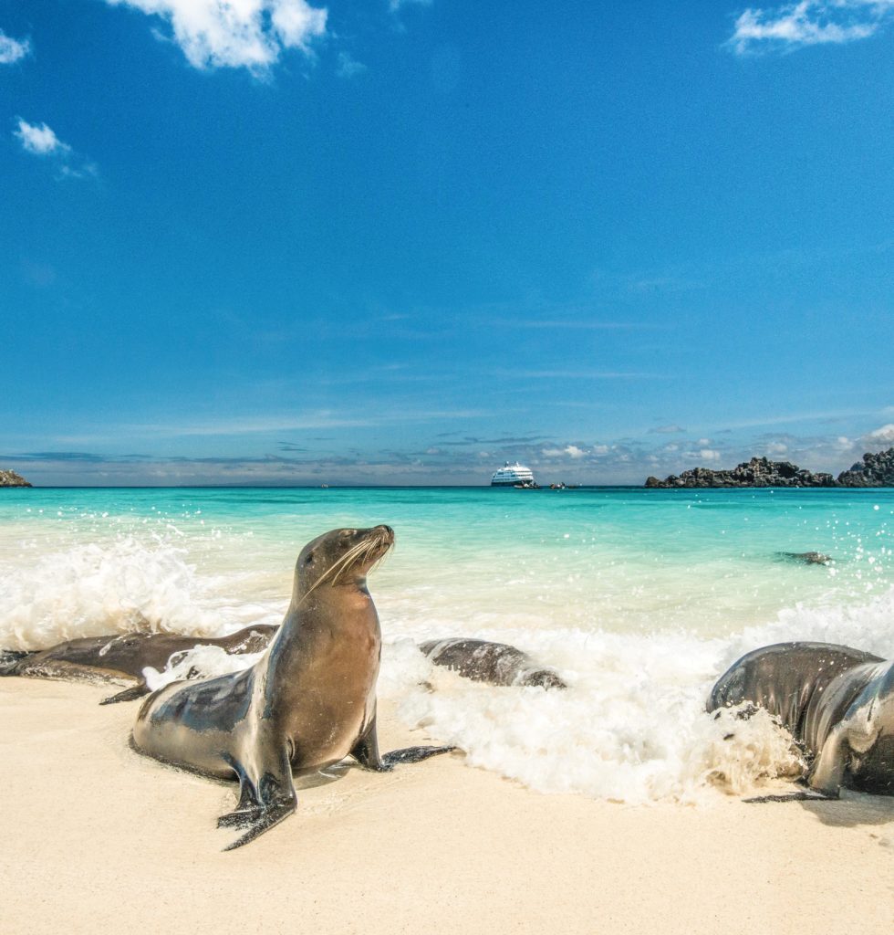Galapagos sea lions play in the surf