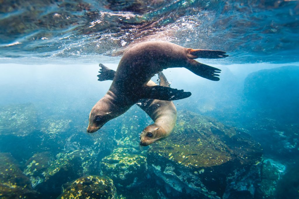 Young Galapagos sea lions in the Galapagos Island Archipelago, within the Galapagos