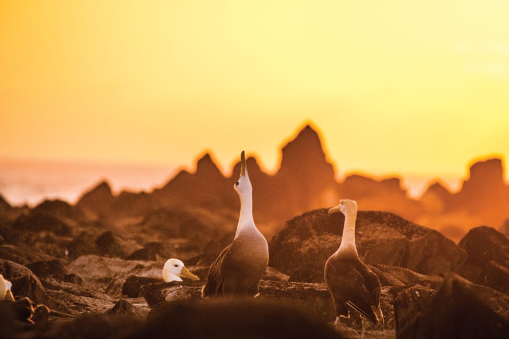 Sea birds on rocky shore in Puente Suarez, Galapagos