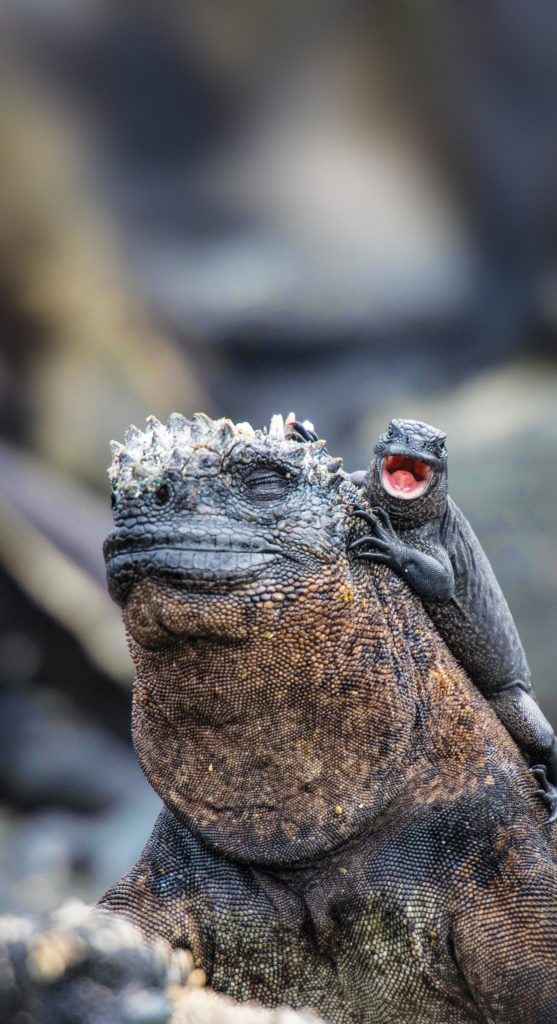 Mother and baby marine iguanas in the Galapagos