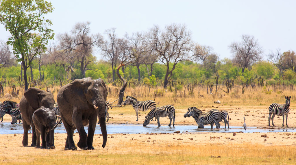 Zebras and Elephants around a watering hole