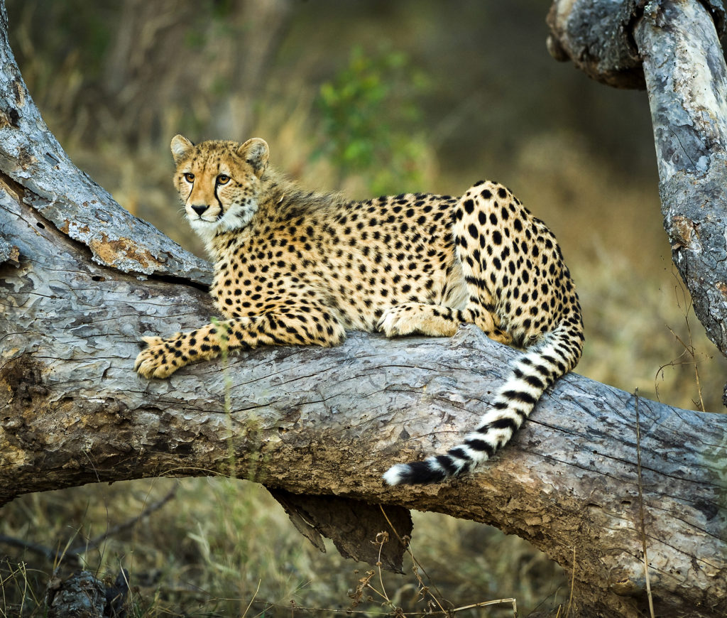 Cheetah on a tree