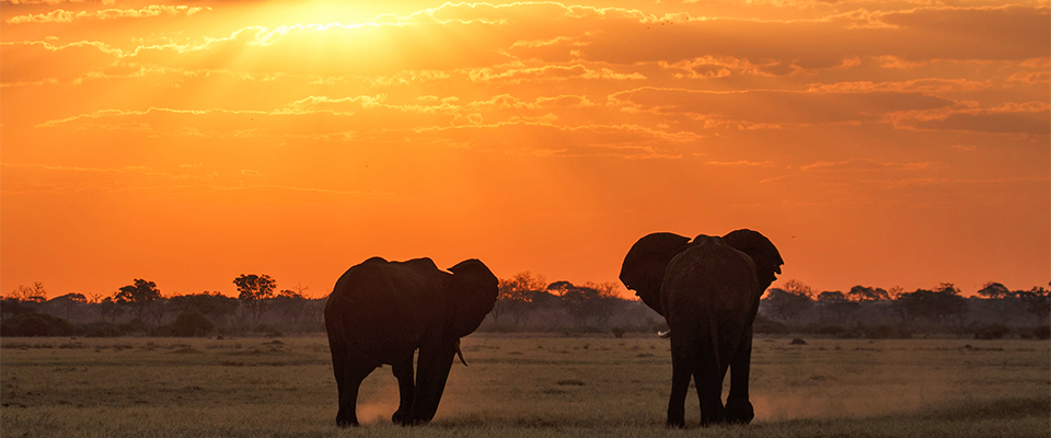 Elephants walking into the sunset
