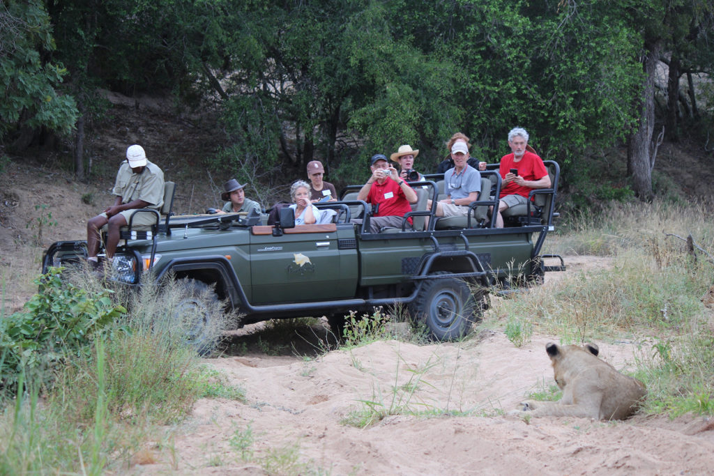 Thornybush game drive looking at a lion