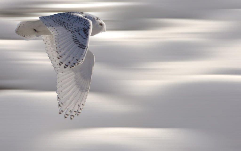 White owl flying over the snow