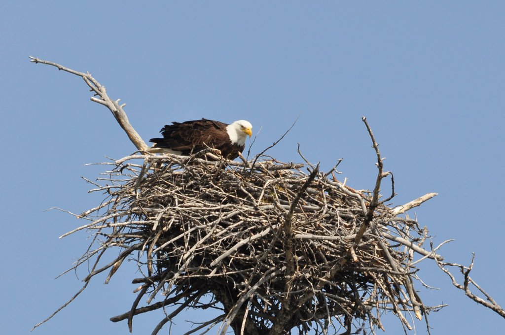 Eagle in a nest