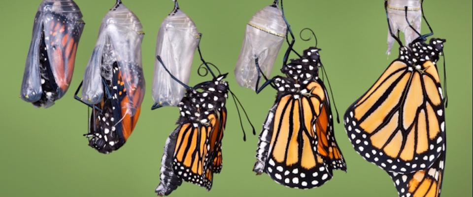 Butterflies coming out of a cocoon