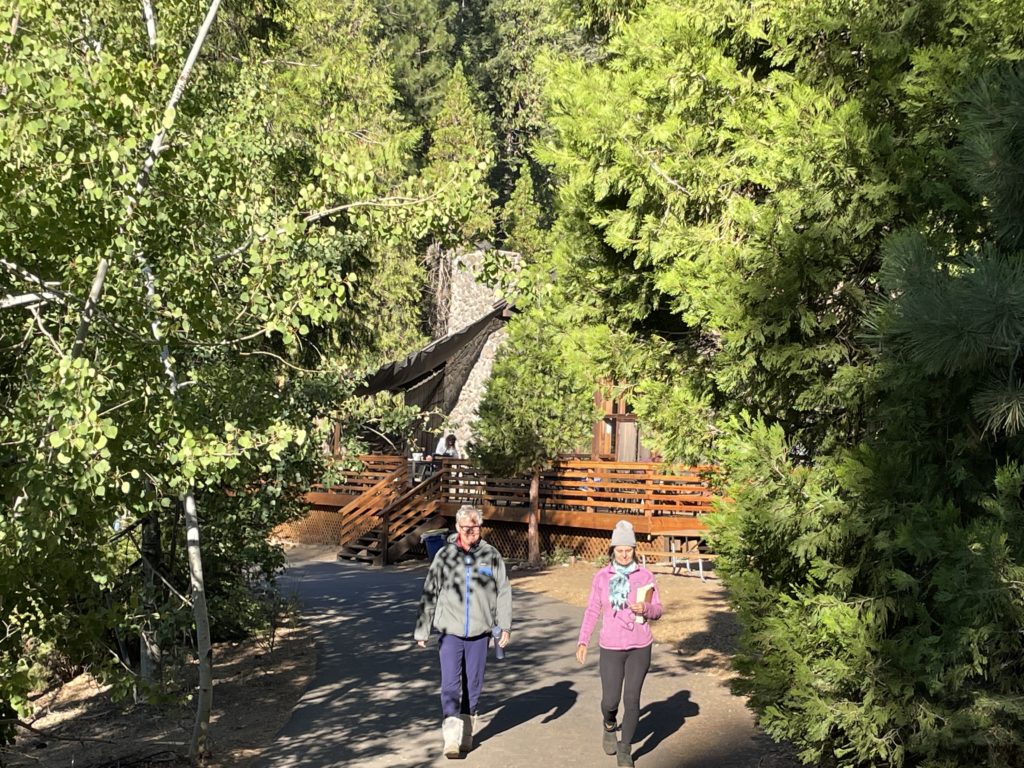 two children walking among pine trees
