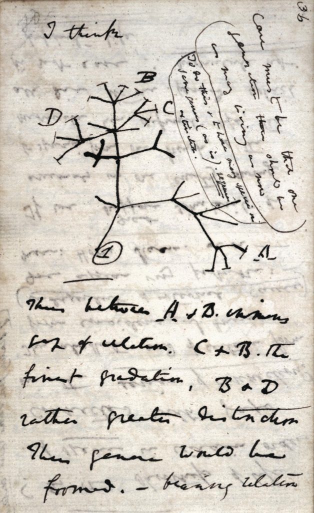 Darwin's drawing of a hypothetical tree of life