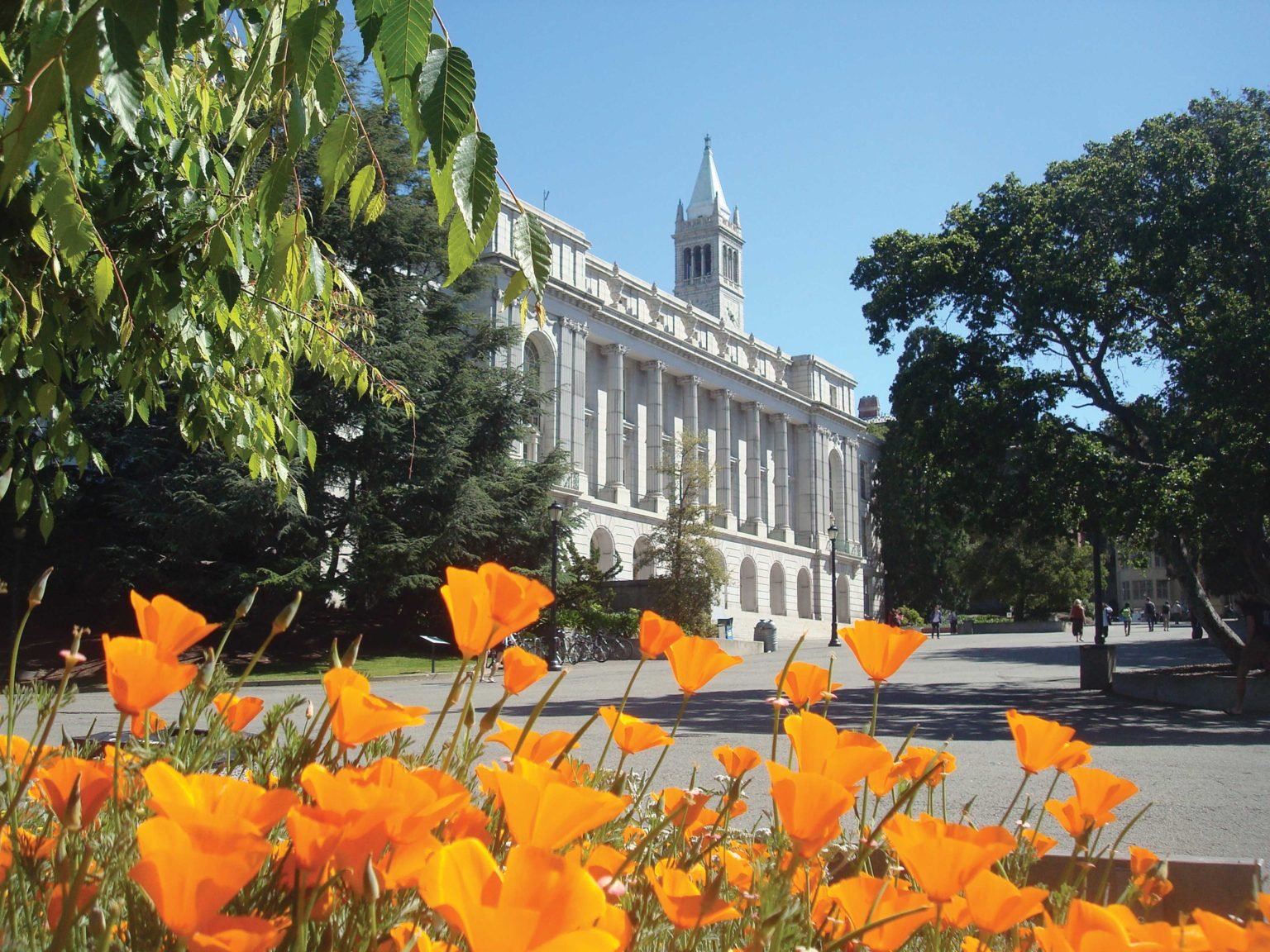 wheeler hall with poppies and campanile