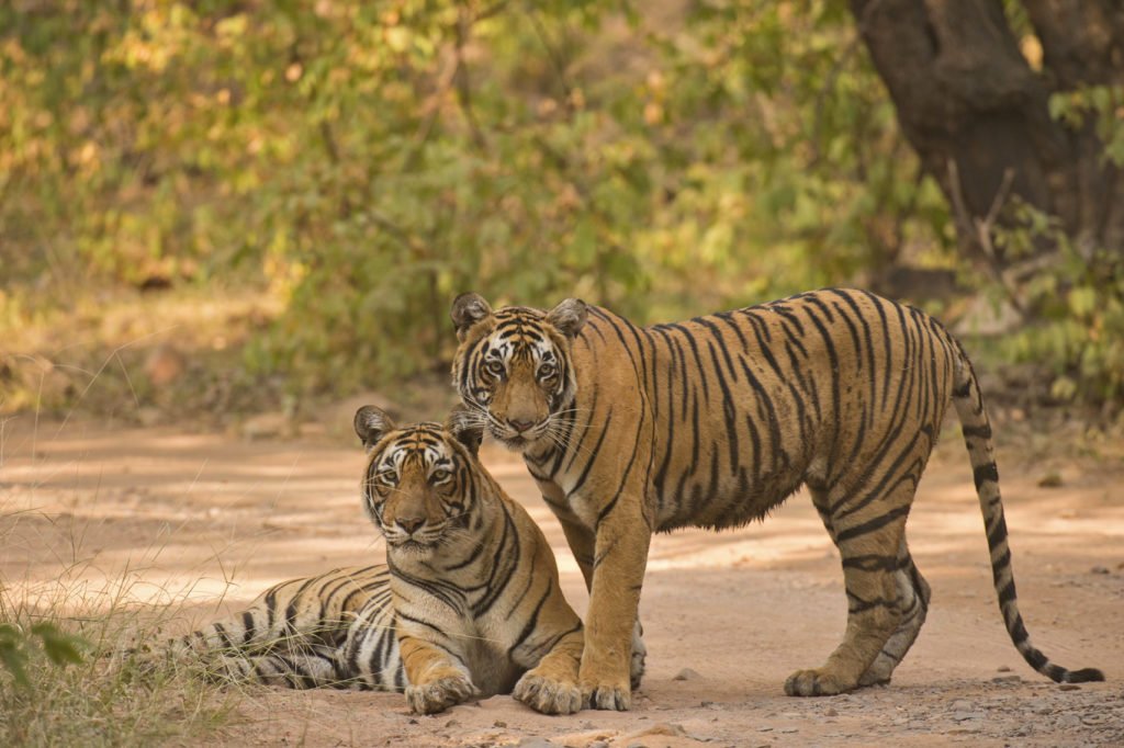 Two wild Bengal Tigers or Indian Tigers (Panthera tigris tigris), adult female and sub adult cub on a jungle track in the dry forests, Ranthambhore National Park, Rajasthan, India