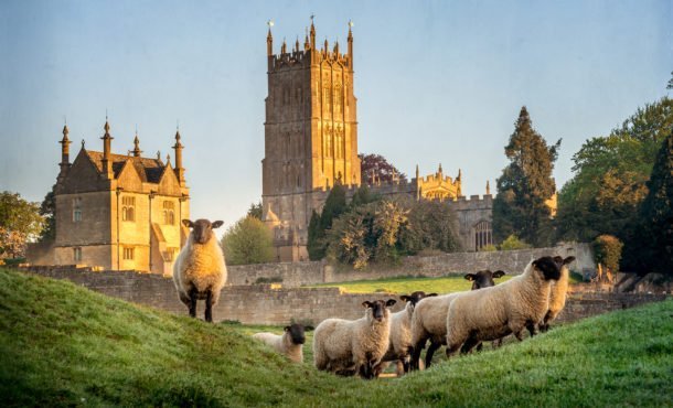 Cotswold sheep near Chipping Campden in Gloucestershire with Church in background