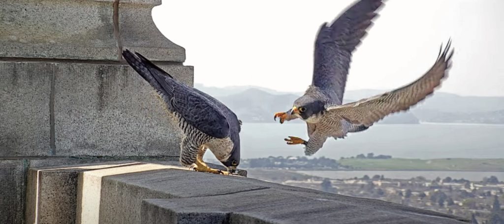 Two falcons on the clock tower