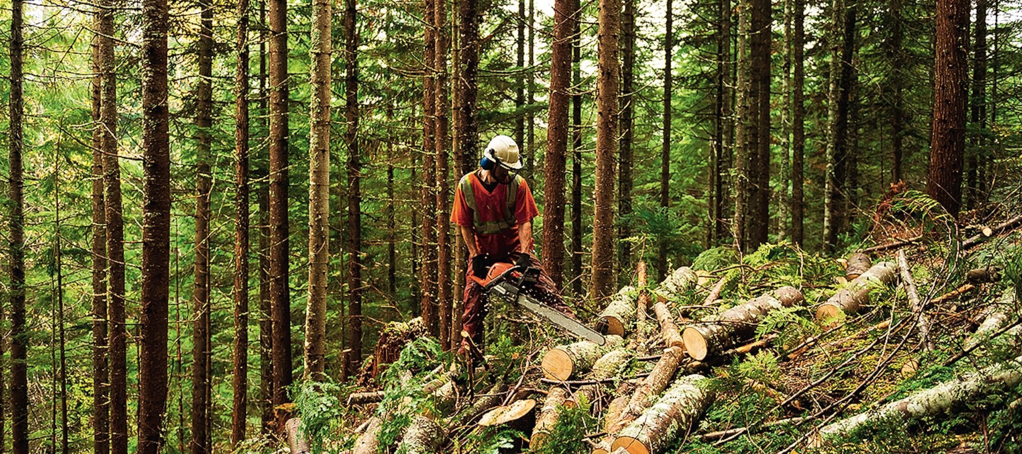 Forestry worker thinning trees