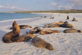 Sea lions on beach